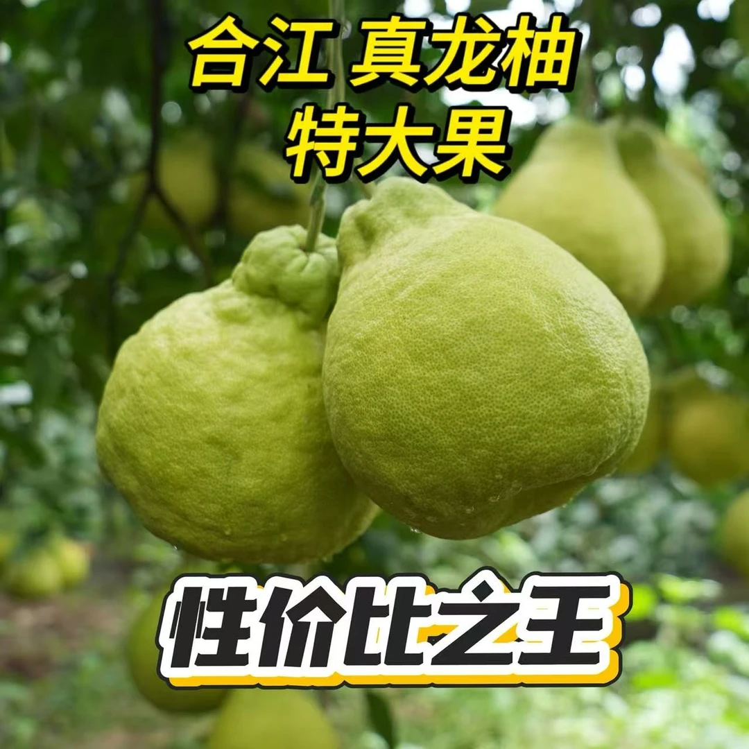 「家乡味·真龙柚」四川合江特产，甜润多汁，回味无穷！