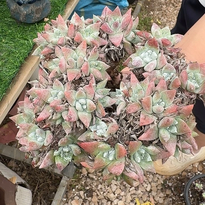 禾***盎白雪仙女杯老桩zzz