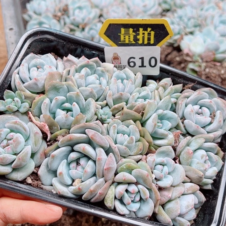 多肉植物多肉植物