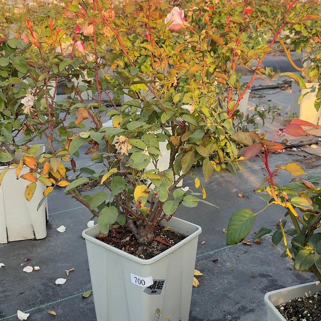 当前无花朵，栽培后可花朵700