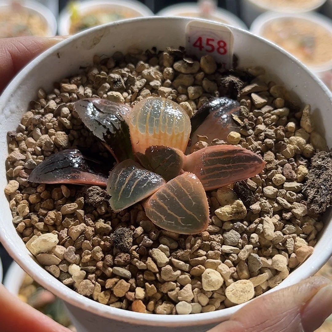 458糊斑亲之姬寿锦福利