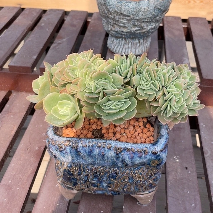 星娜塔缀化多肉植物