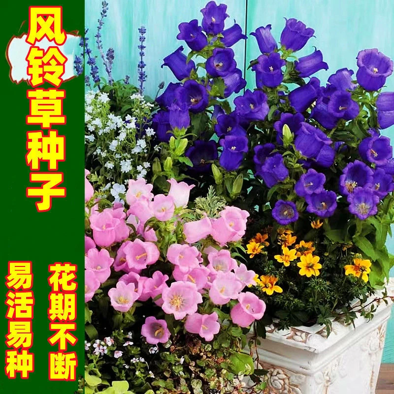 原厂【新品推荐】风铃花种子浓香多年生四季开花室内绿植盆栽孔雀四