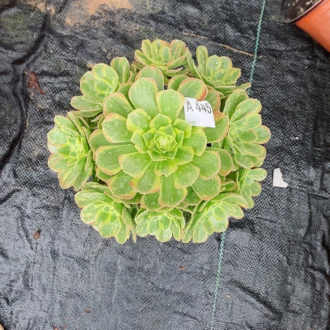 奶白445多肉11111