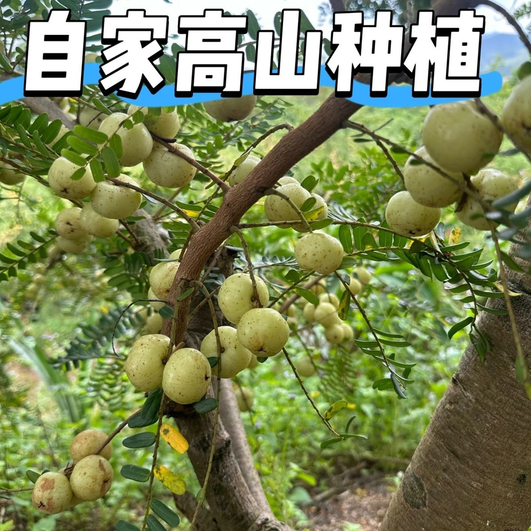 潮汕崩坎油甘果青果油柑新鲜采摘入口回甘可生吃榨汁煲汤油甘子