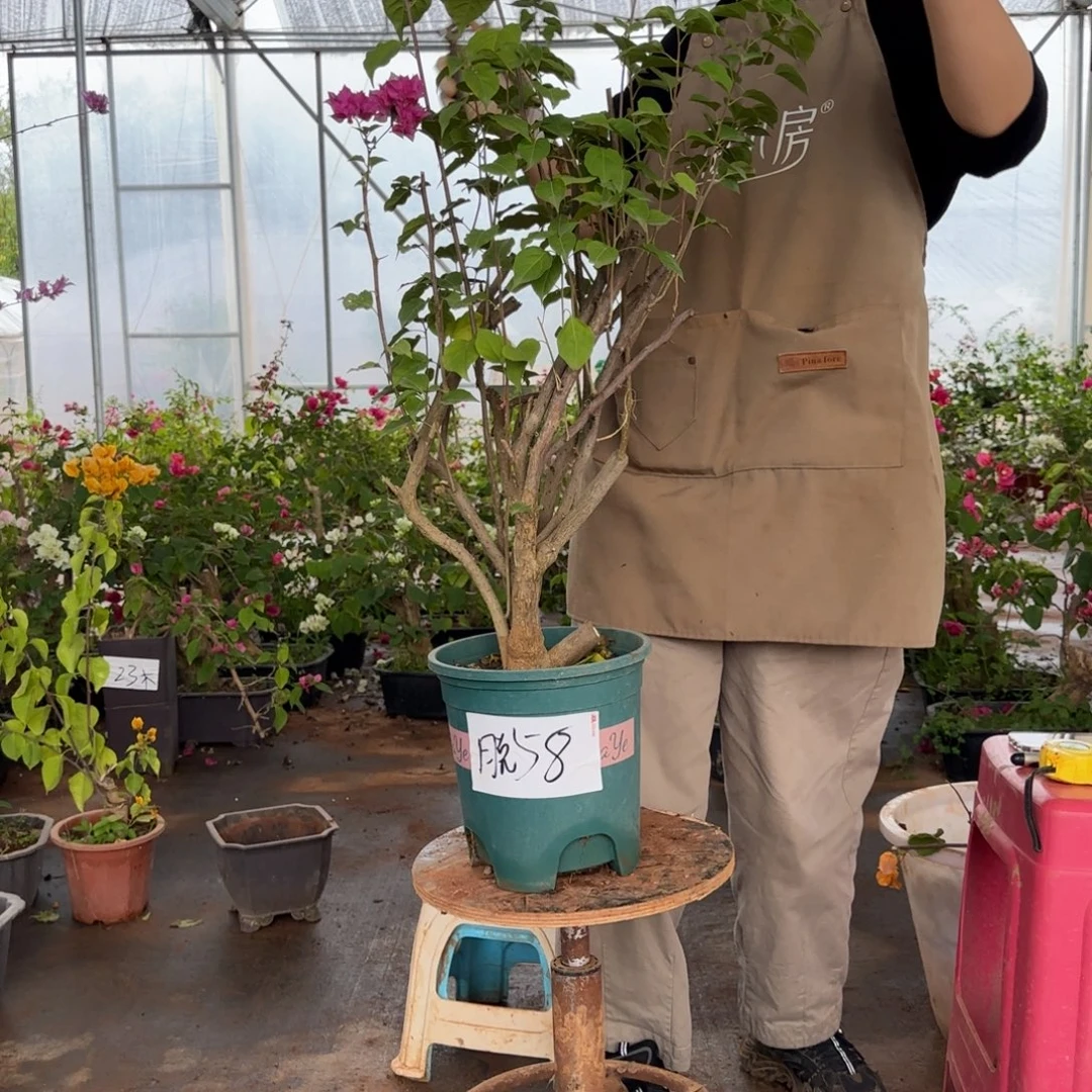 大部分花苞少量开放重瓣粉 58脱