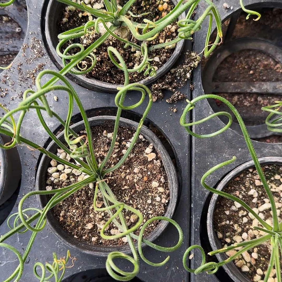 毛叶弹簧草1234567