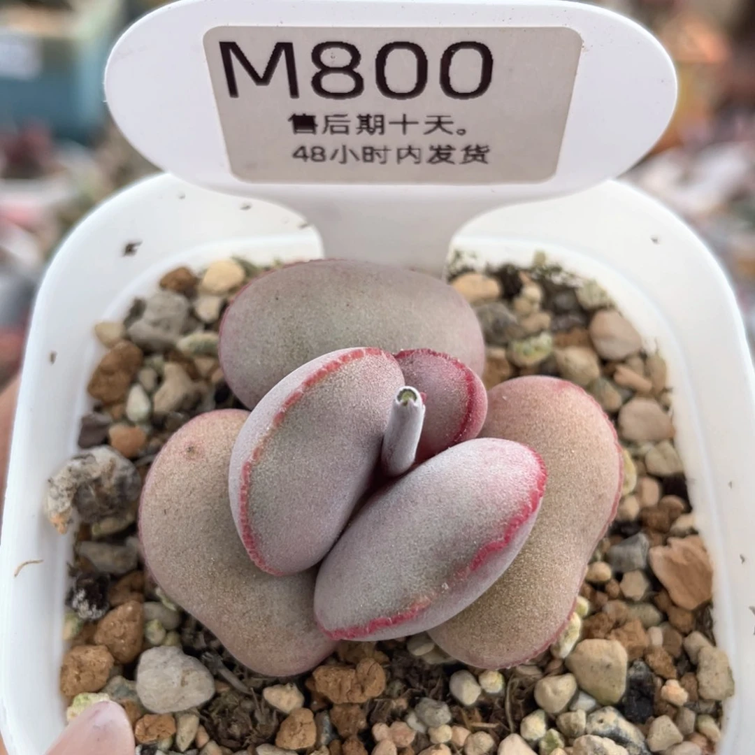 福利。    800。