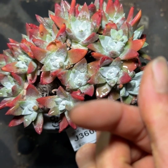 P*Z谢谢姐姐，一物一拍3608