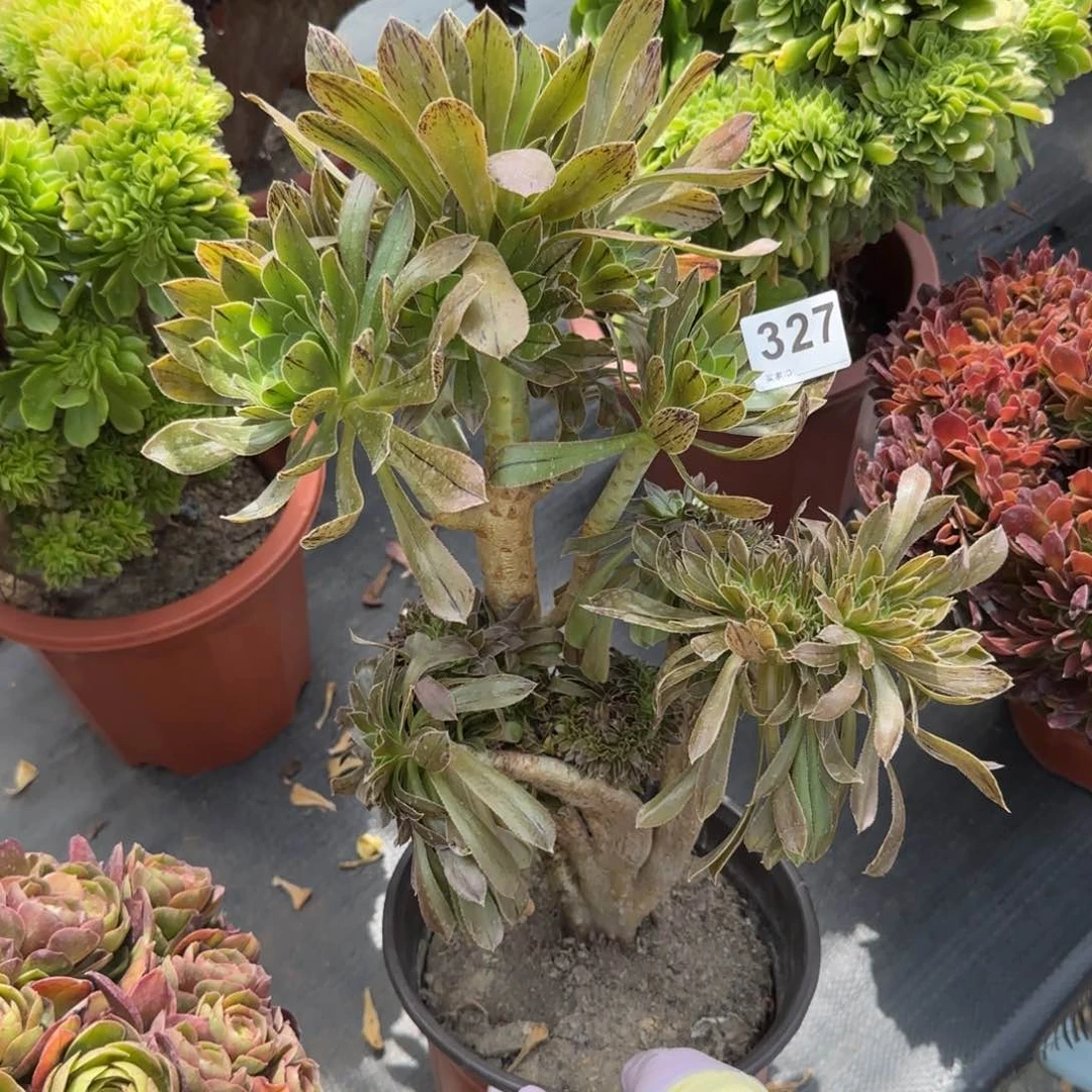 紫*327多肉植物绿法缀