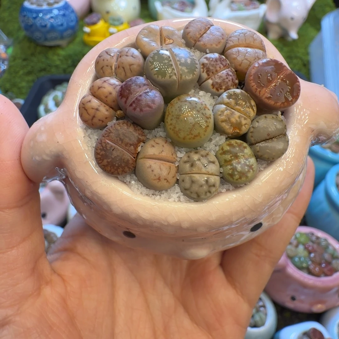 多肉植物福利冲510