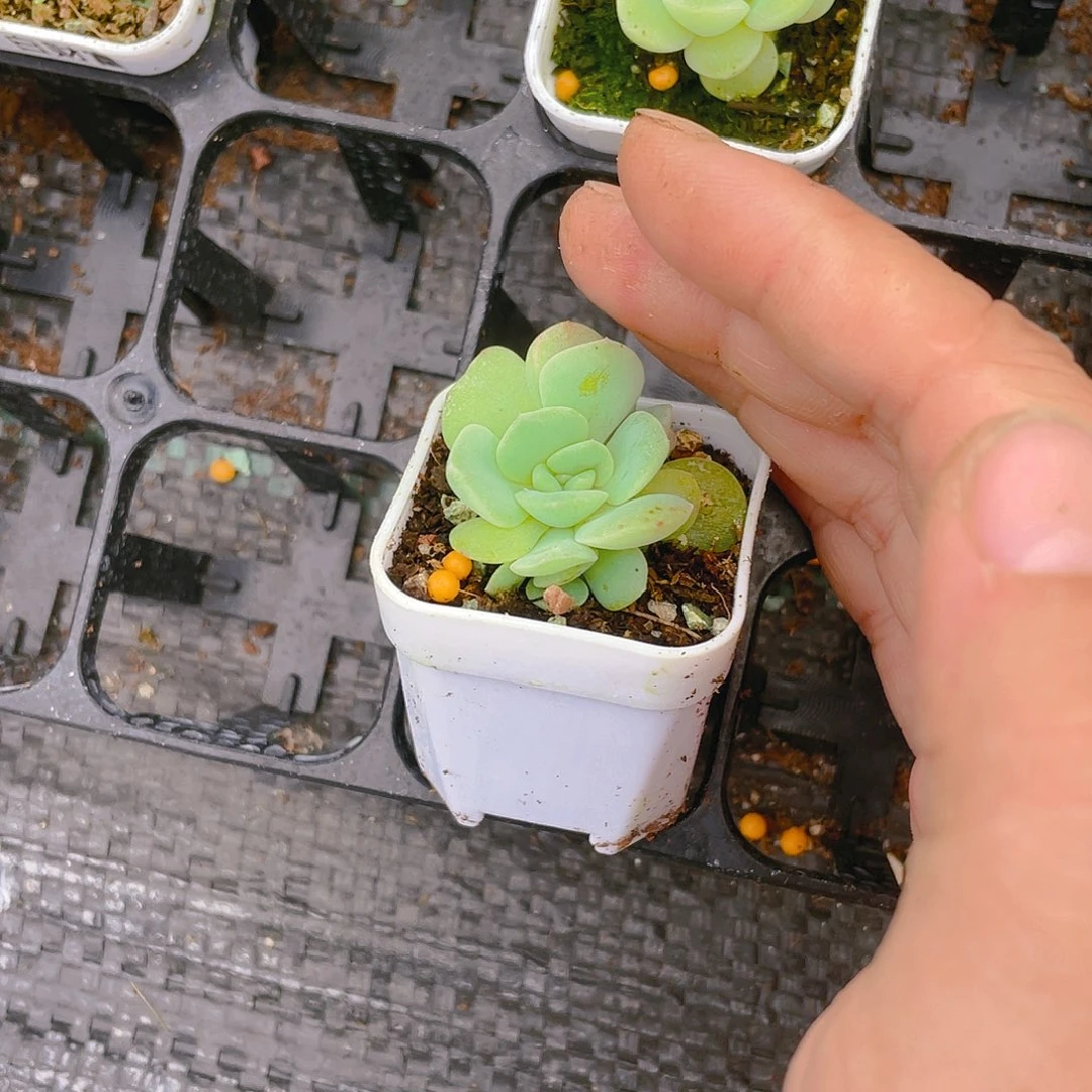 稚**鸢末日三头中盆一个满25包邮