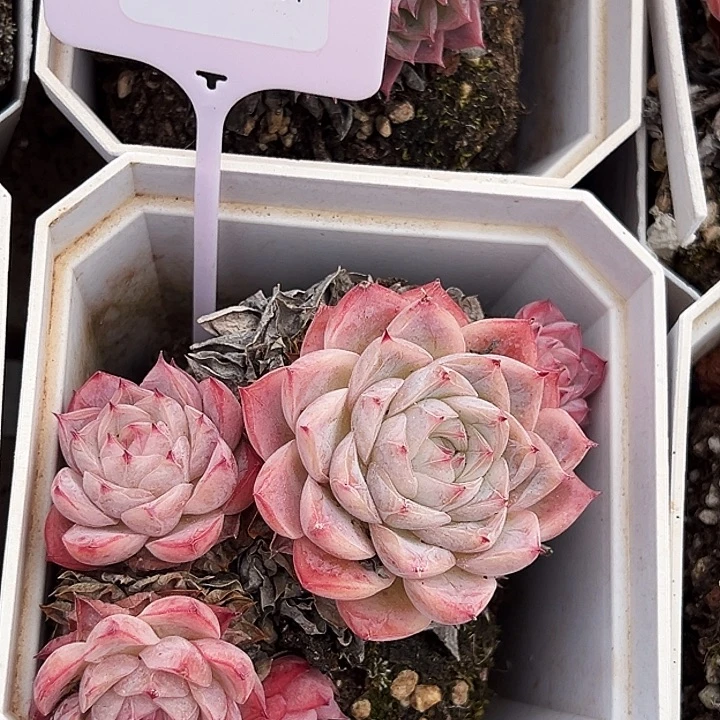 大白方盆  孤星20014