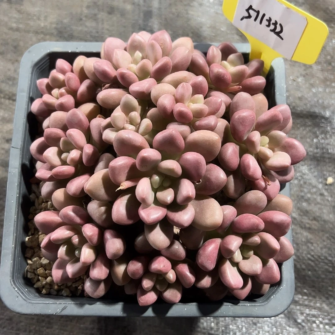 511332。