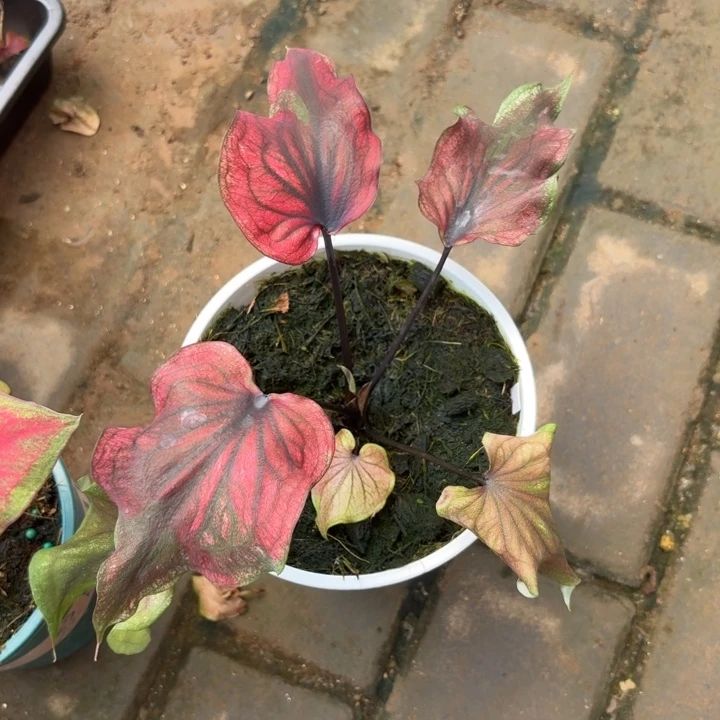 泰国彩叶芋99-0815