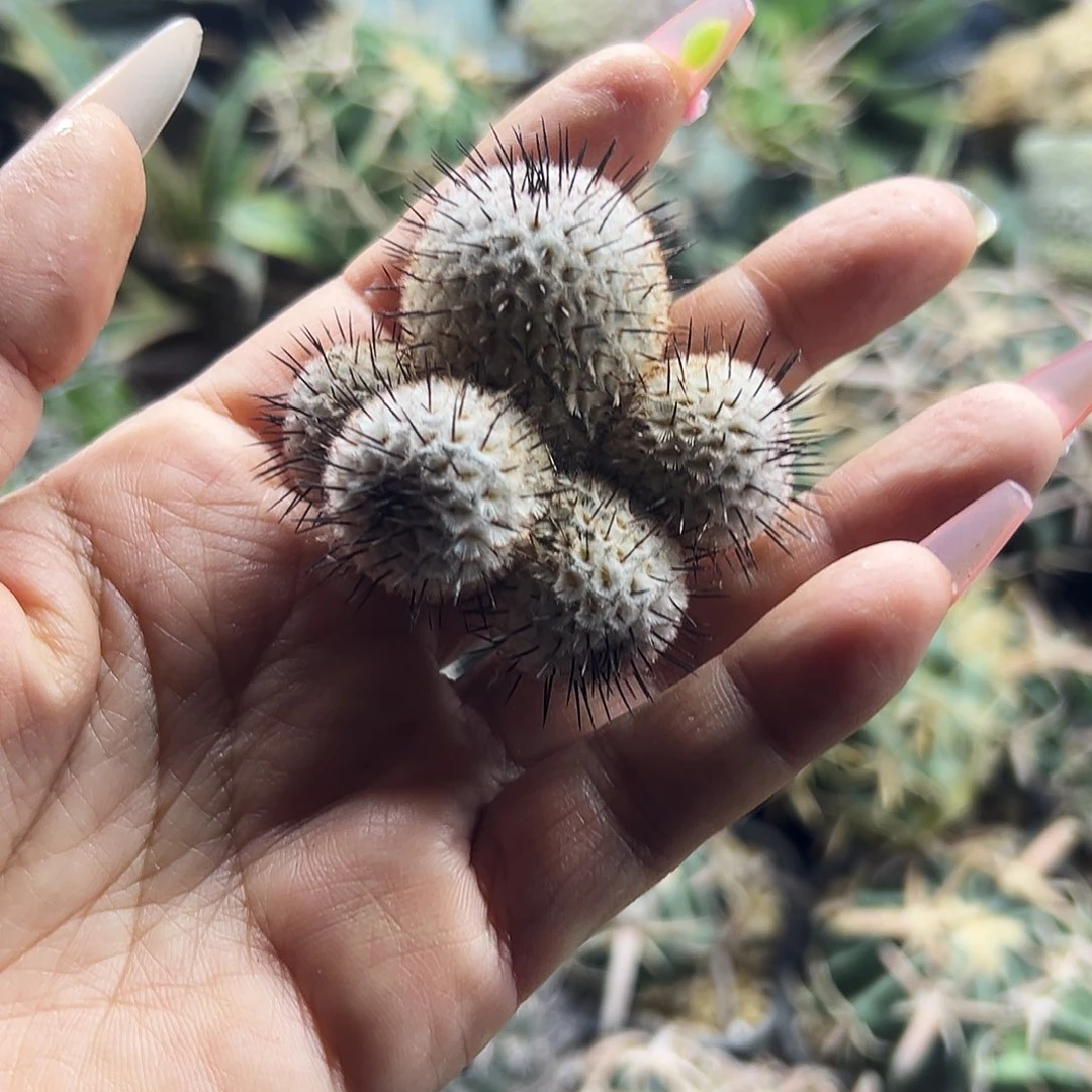 直刺配雷仙人球6666666