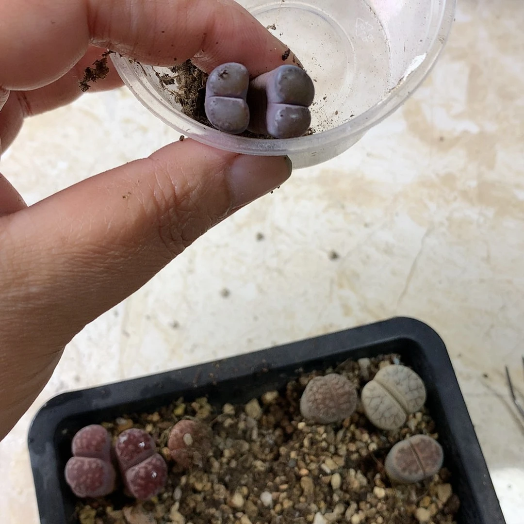 向***王K456多肉植物保护