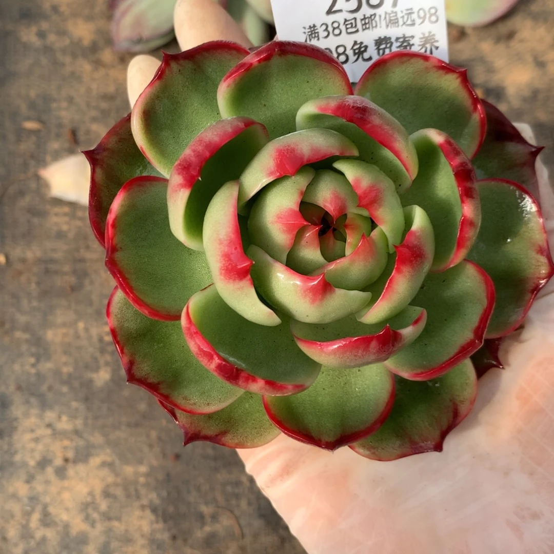 感****2587号多肉植物9厘米