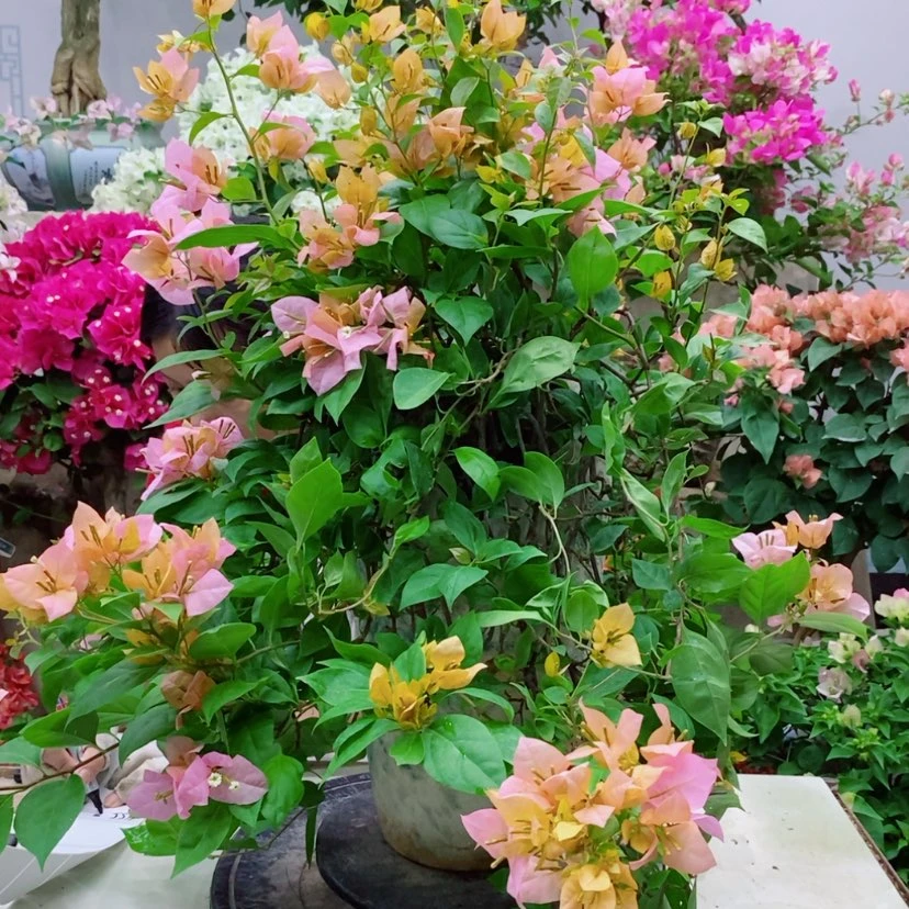 【闪购商品】完全开放