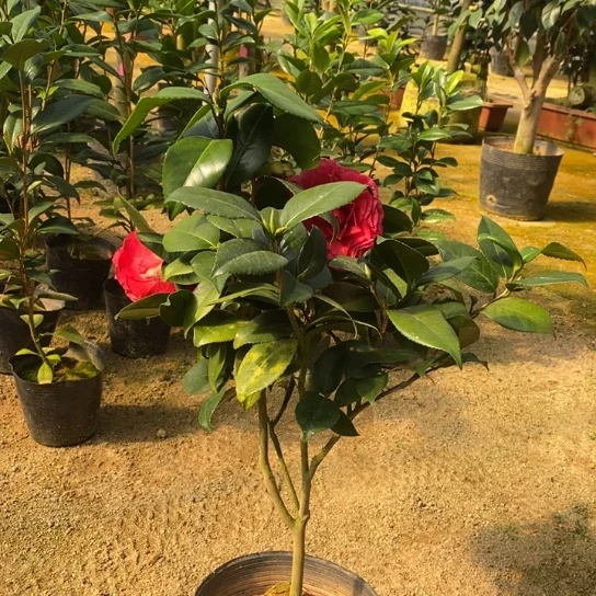 当前无花栽培后可以开花