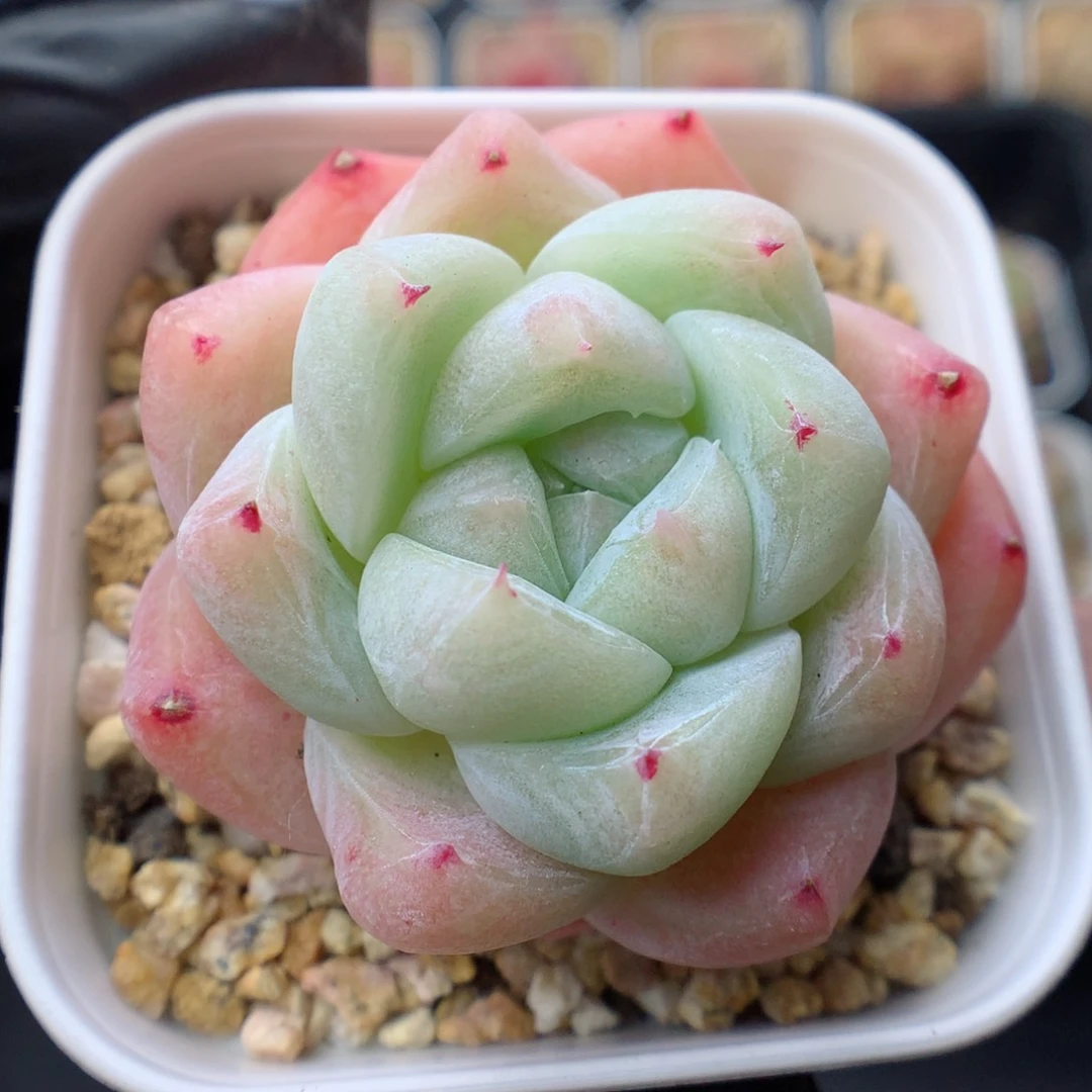 多肉植物。 白泽52