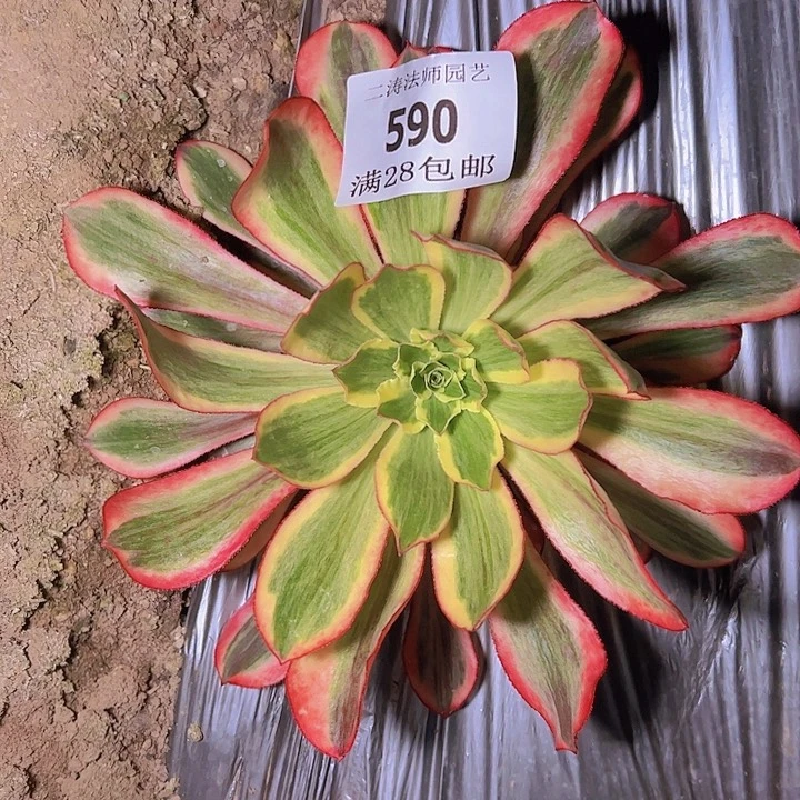 木**~590魅影多肉植物