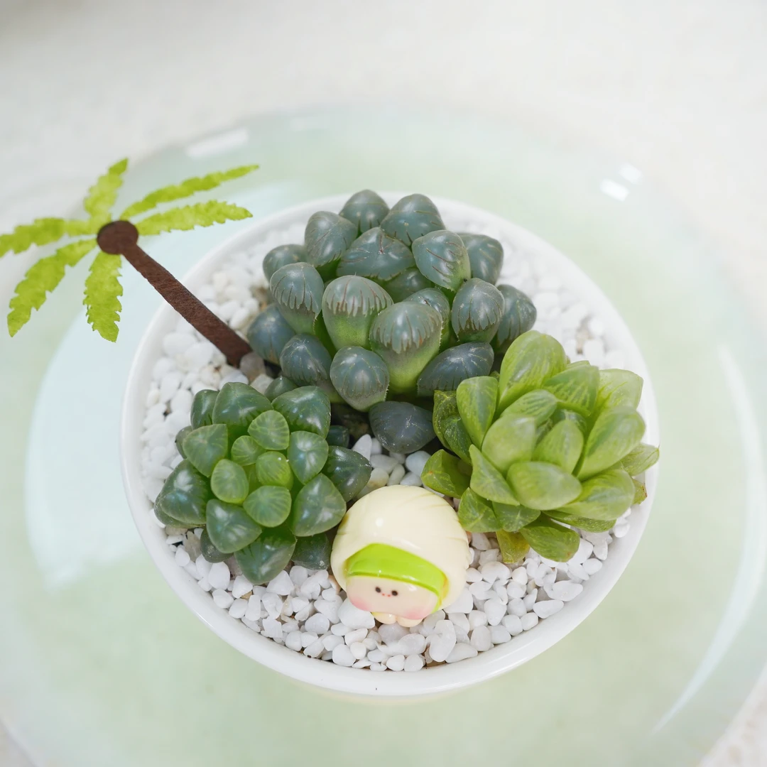 新手好养玉露组合成品摆件绿植盆栽礼品室内阳台多肉小型盆栽花卉