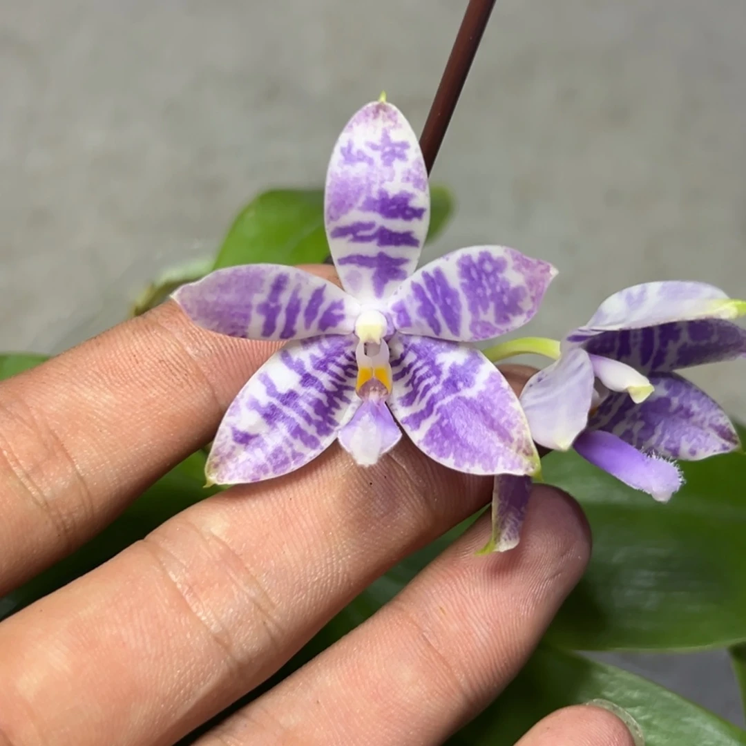 日***方完全开放l563柳林3715