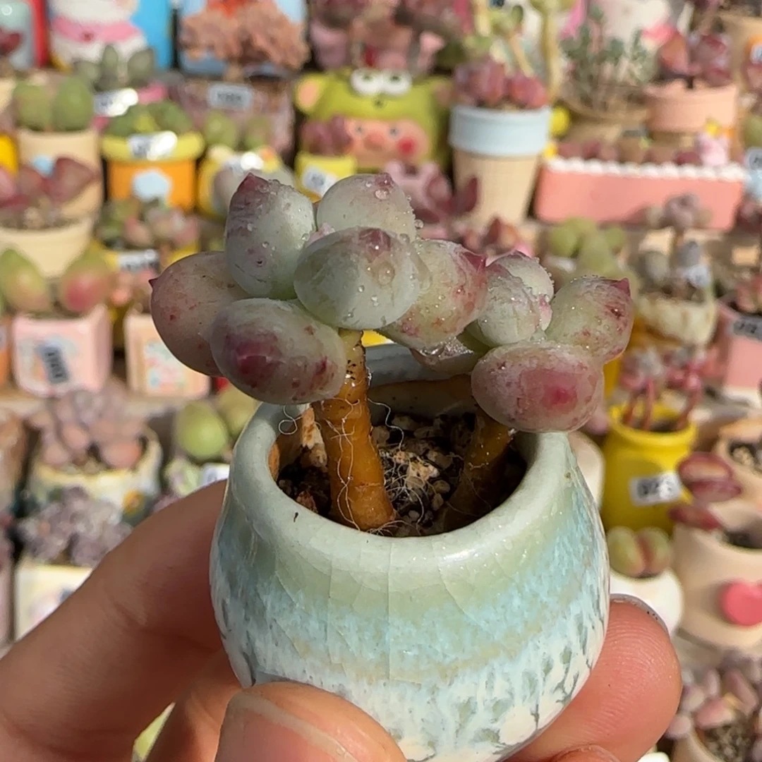 T彩虹奶盆口。 2cm