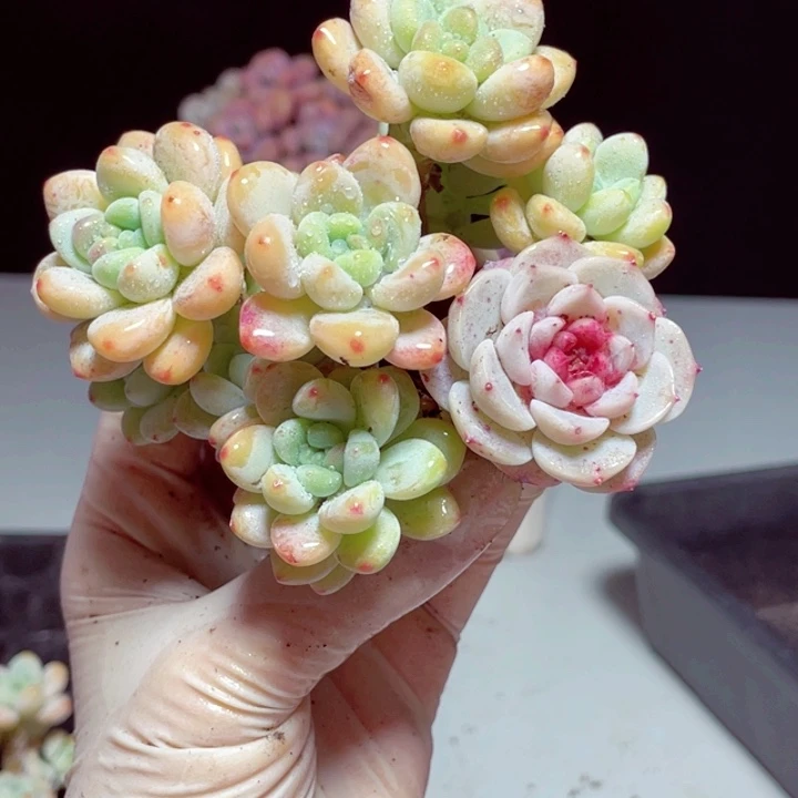 罗琦白天鹅3颗发货