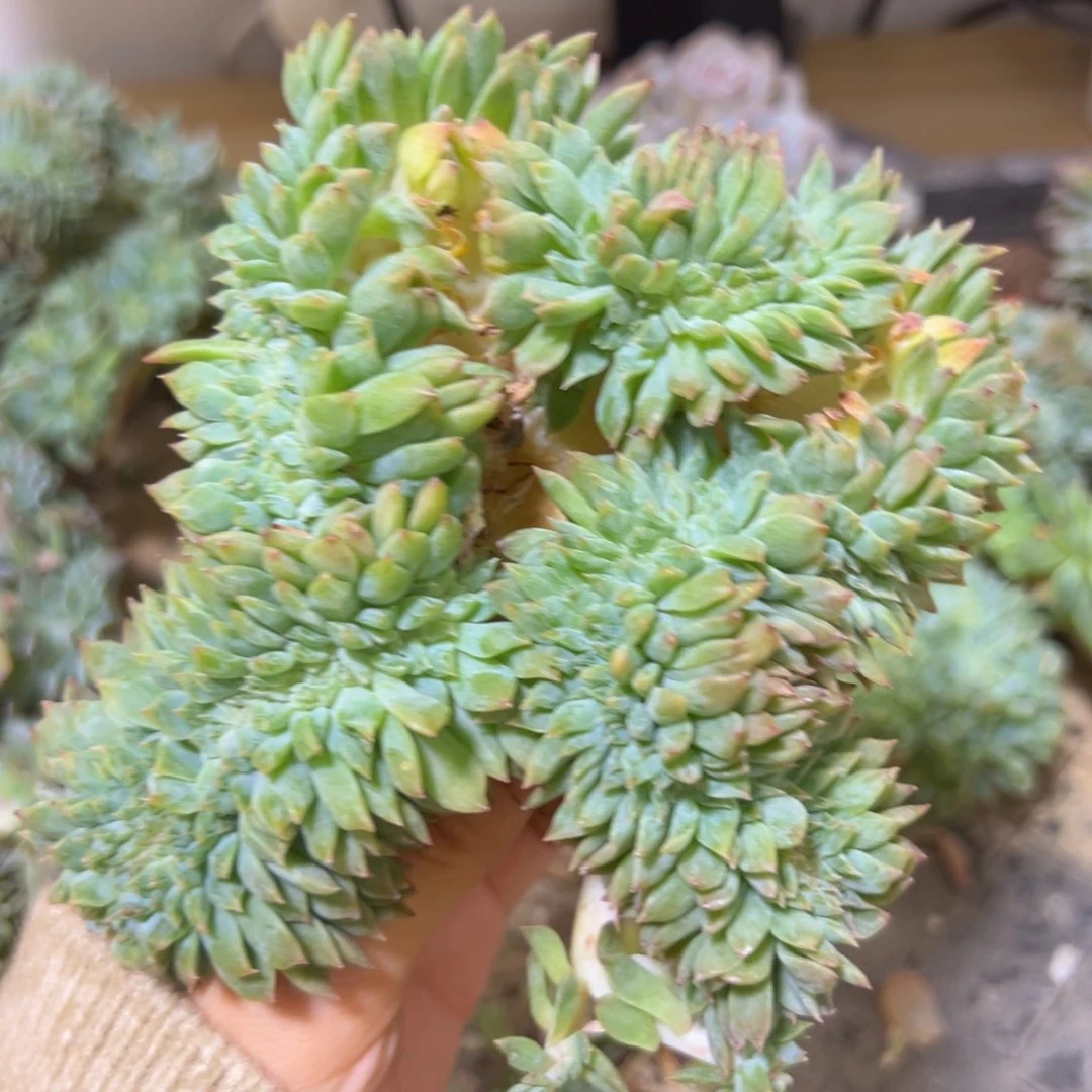 新年快乐 新年快乐 新年快乐