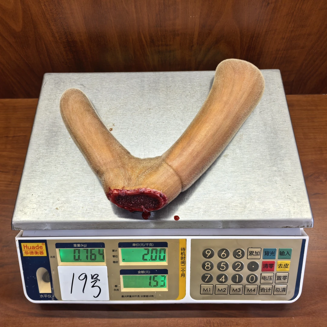 直播间现场称重改价专用新鲜头茬吉林梅花鹿二杠枝可用于泡酒煲汤