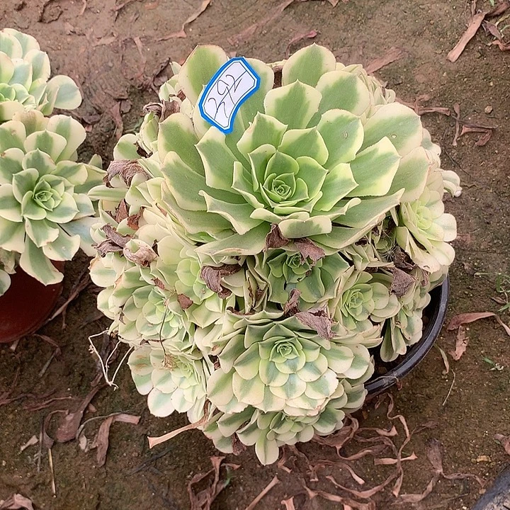 多肉植物迈巴赫392号