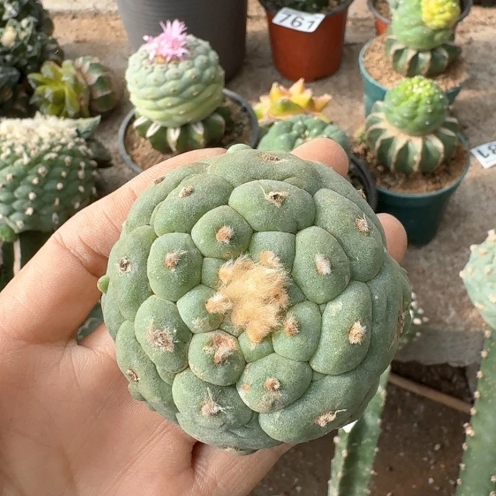 0675苗接佛头仙仙人球