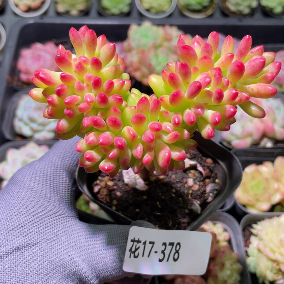 花利美17-378青松缀化