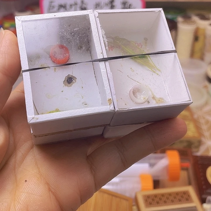 短须金钟4条啊啊啊啊