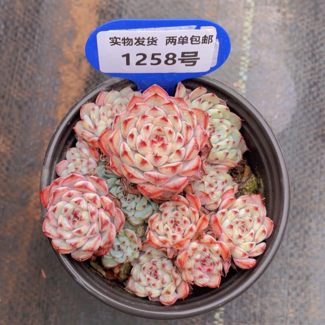 1258号 蓝姬莲大群生一个