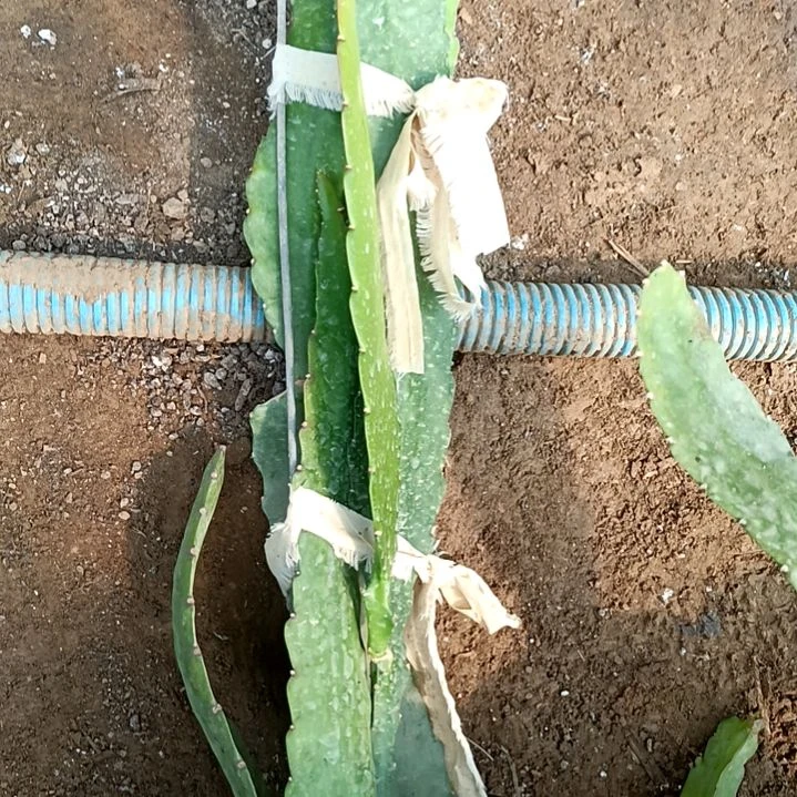 缪*应令箭何花东北小粉