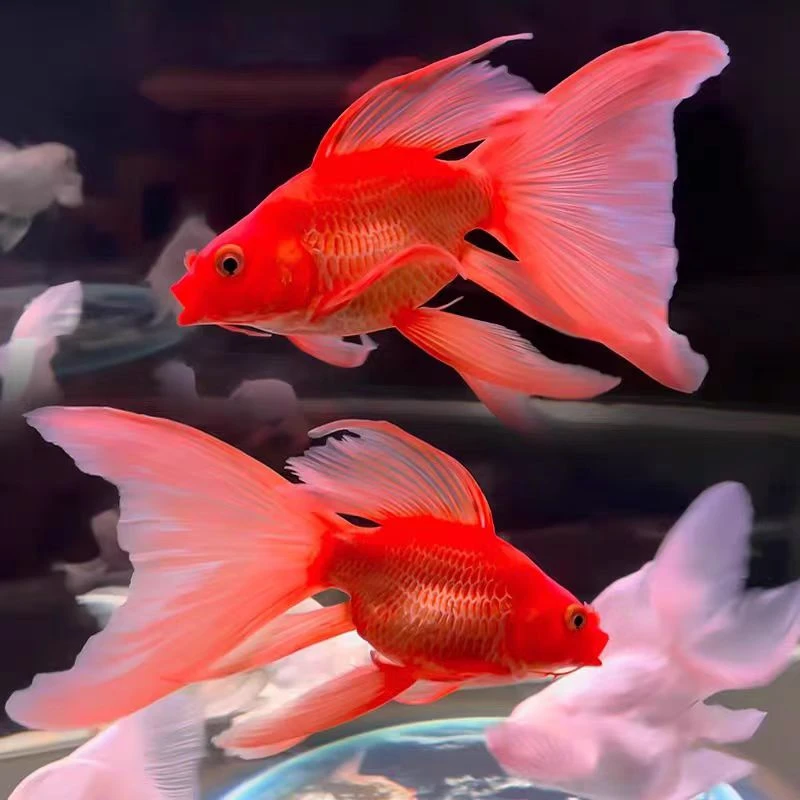 正宗红色贵妃蝴蝶鲤