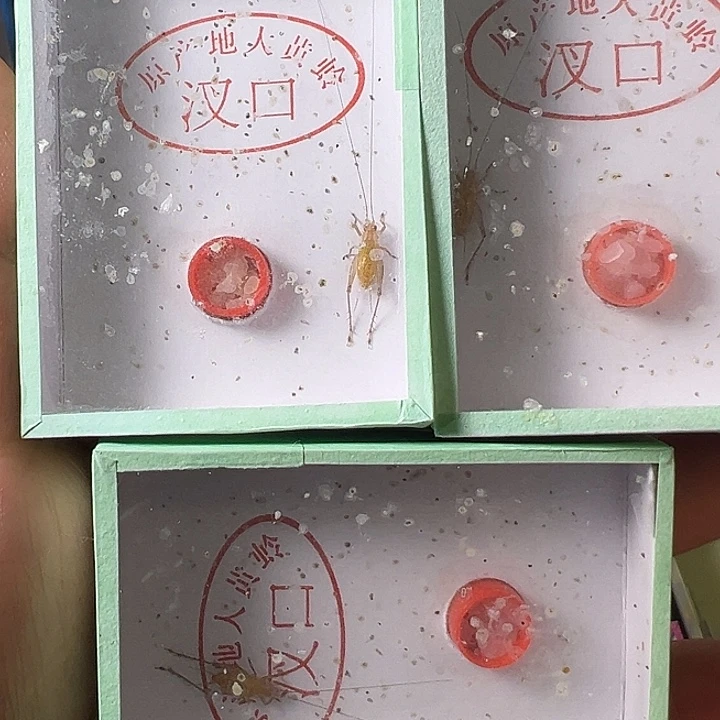 法***利蟋蟀哈哈哈哈哈哈哈哈哈哈哈
