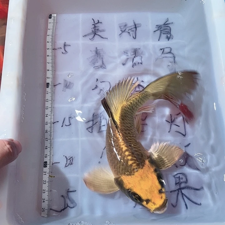 蝴蝶鲤鱼渔场直发84