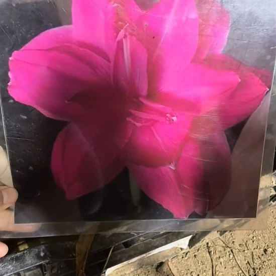 当前无花栽培后可以开花糖果仙女4厘米裸根球