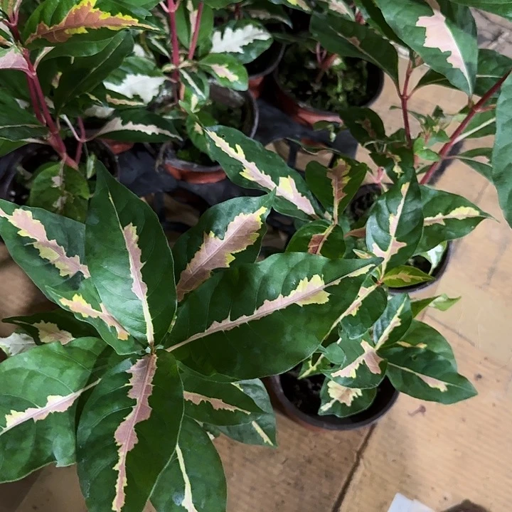 无花朵粉色锦木本绿植