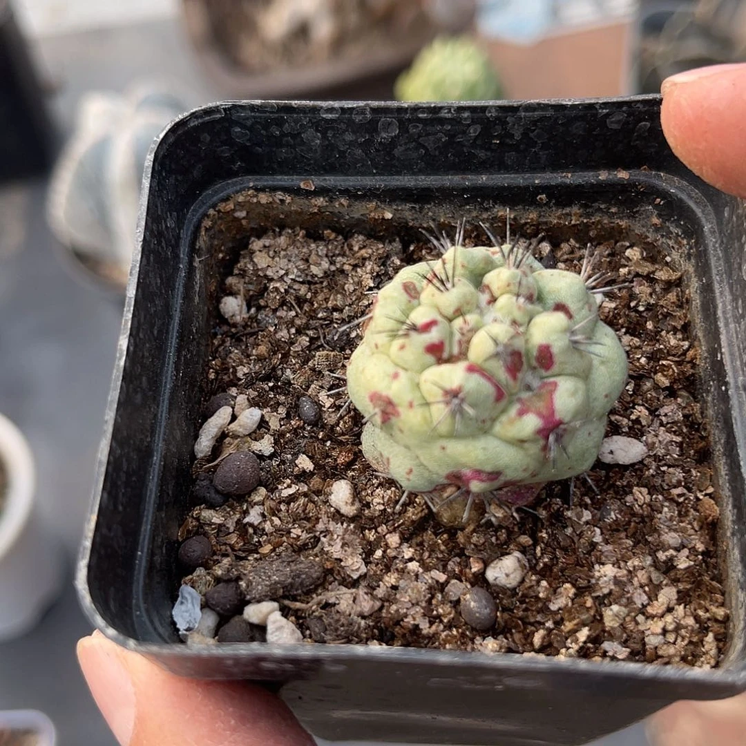 血斑大尤帝王丸一物一拍