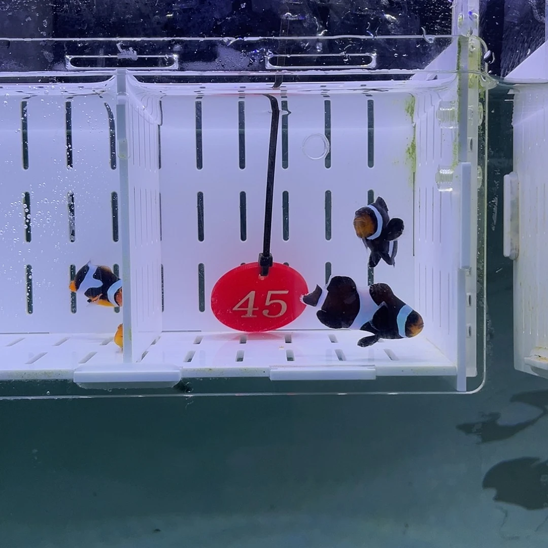 海水鱼奥黑4.5厘米