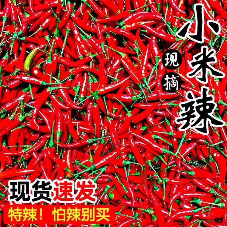 小米辣 新鲜采摘特辣小米椒现摘现发可做泡椒剁椒