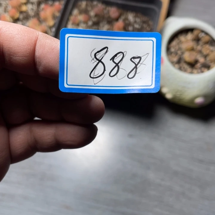 幼***✪矮油，感觉具体来讲888
