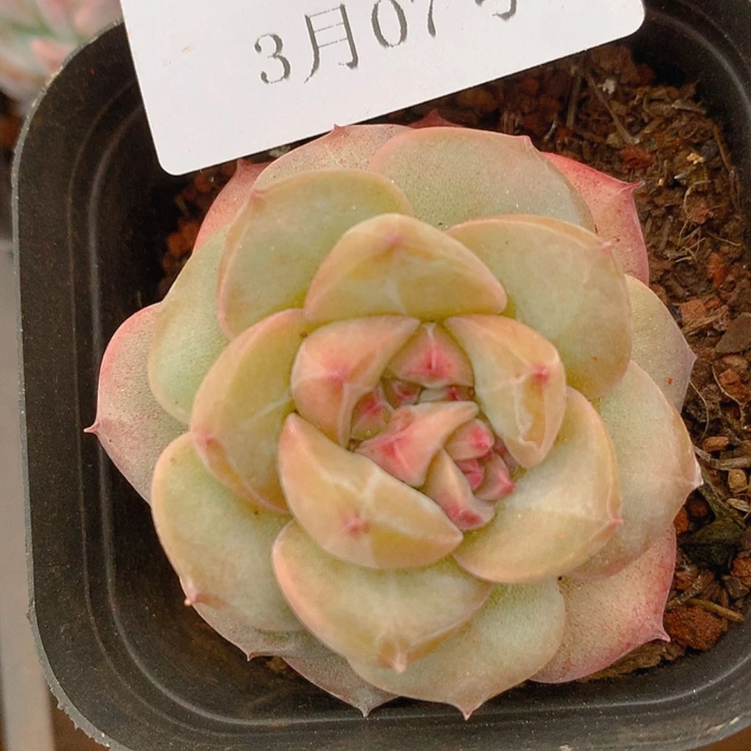 【闪购商品】云644