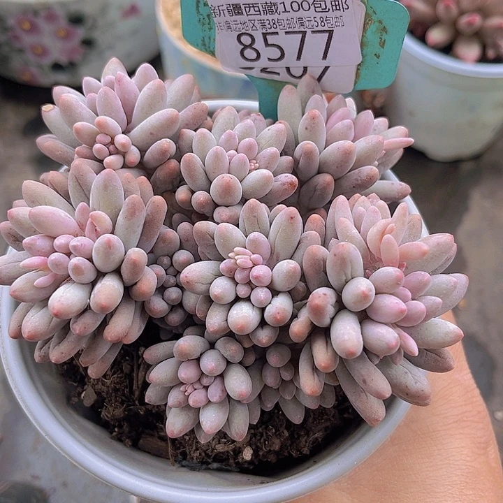 8577婴儿手指。              