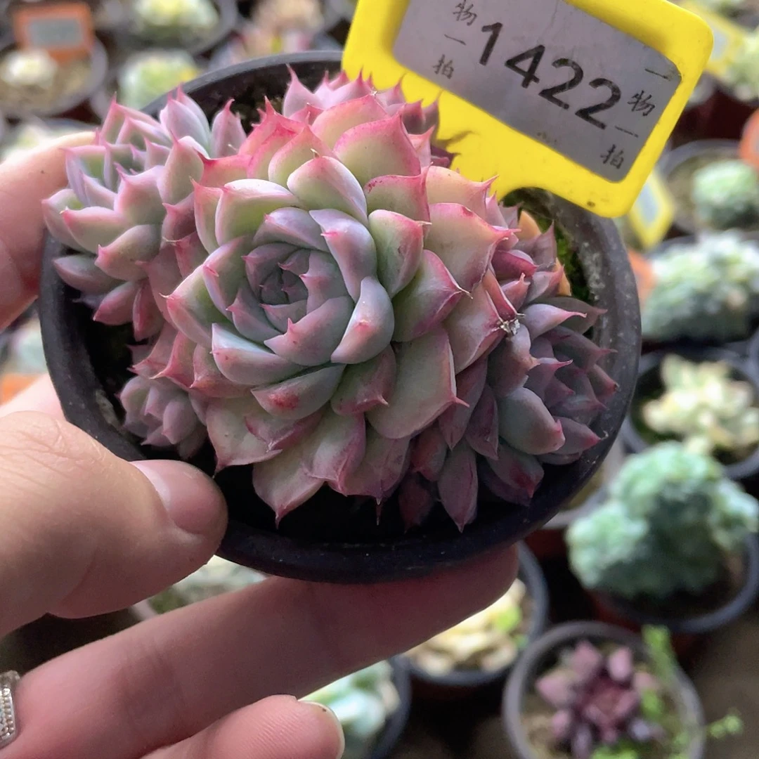 龙***森1422号娜肉毒杆菌属